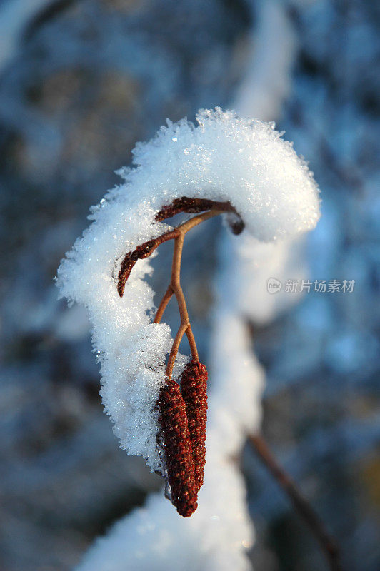 白雪皑皑的分支