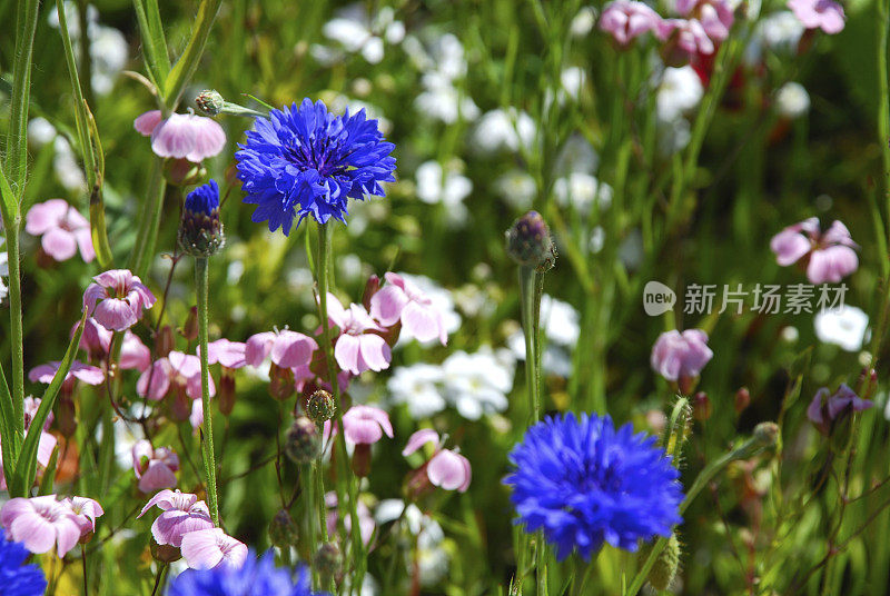 特写野花背景