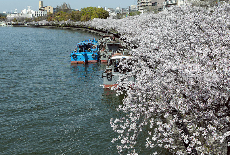 船停泊在大阪河上的樱花树下