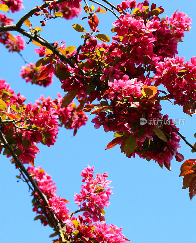 山楂树上粉红色的花