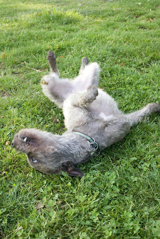 狗在草地上打滚
