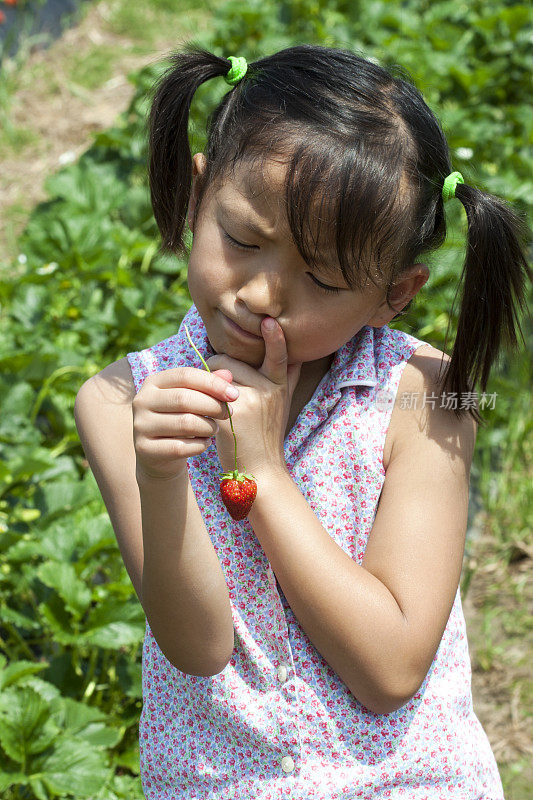孩子们摘草莓(系列)