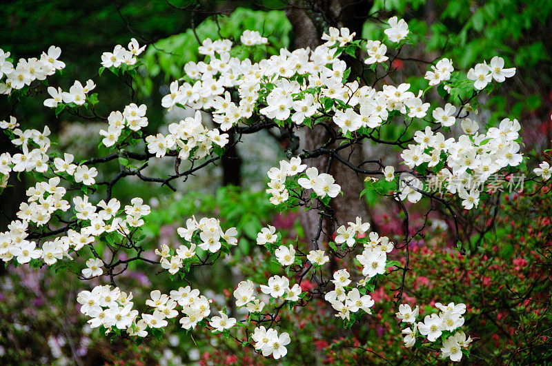 山茱萸在春天开花。