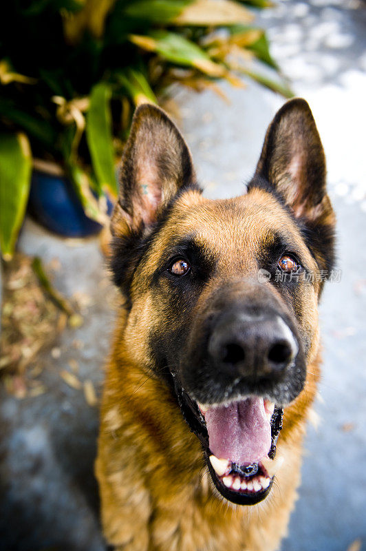 一只德国牧羊犬透过镜头看过去