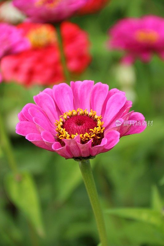 粉色zinnia花