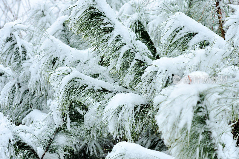 白雪覆盖了松树