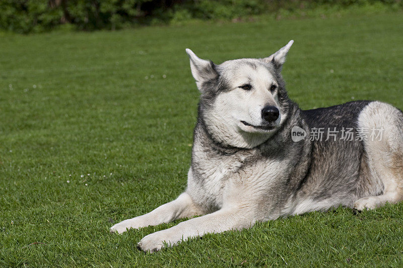 雪橇犬(阿拉斯加雪橇犬)