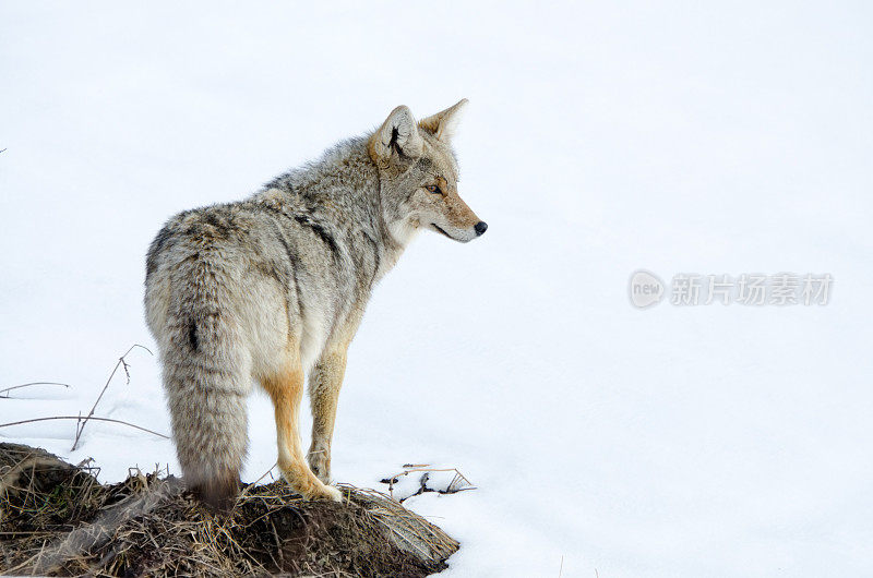雪中的郊狼-黄石国家公园