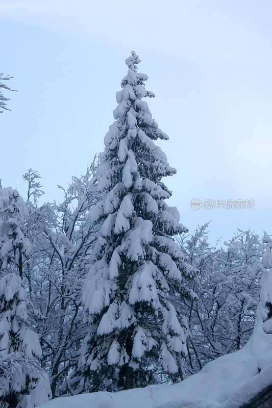 圣诞节时白雪覆盖的树