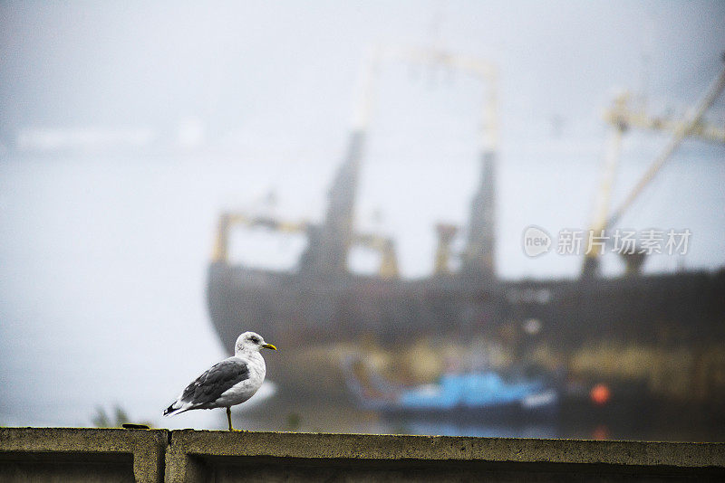 港口船只背景上的海鸥。