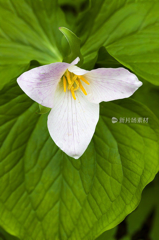 粉色Trillium花。