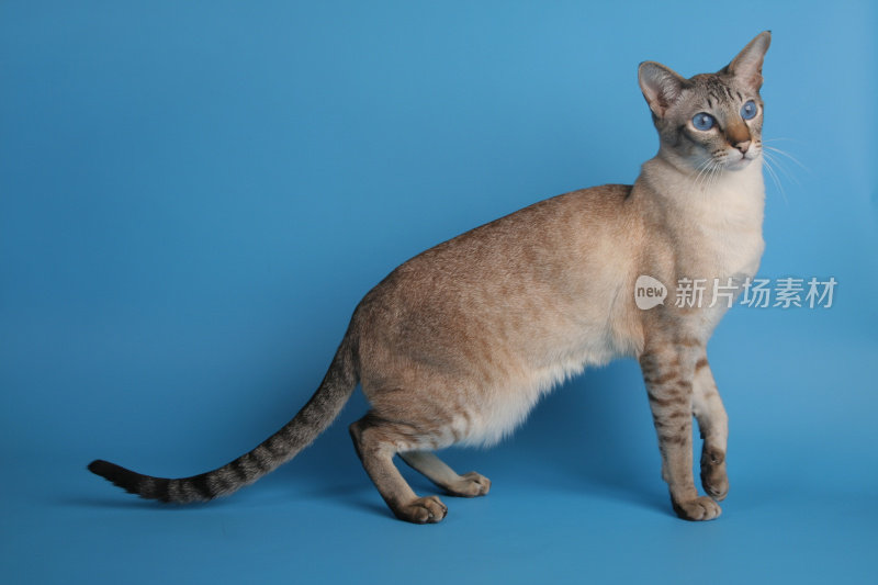 蓝眼睛的暹罗猫站在一边看