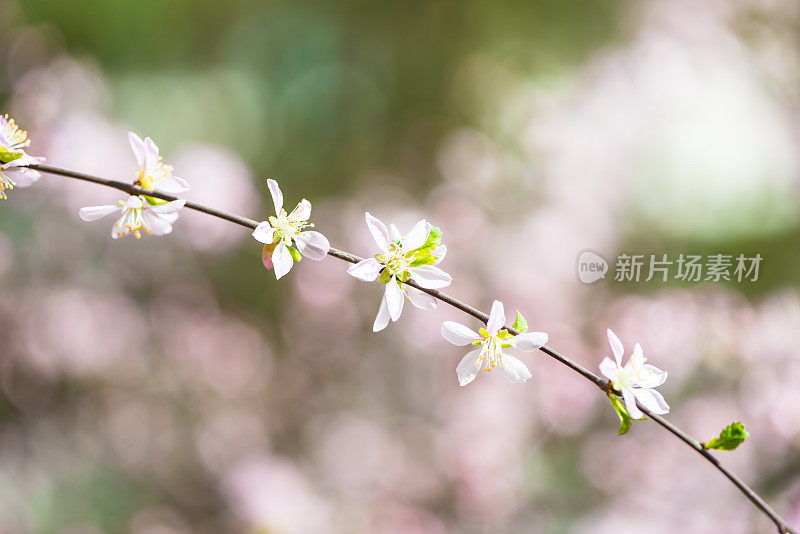 草地上的花