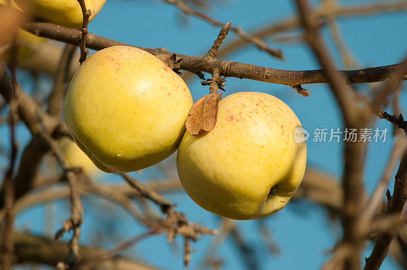 冬天的苹果在11月的树上