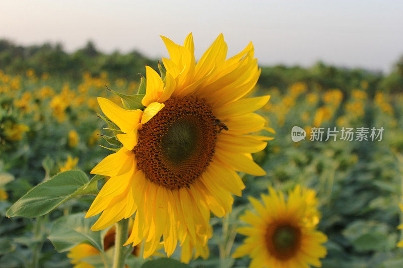 夕阳下的向日葵田