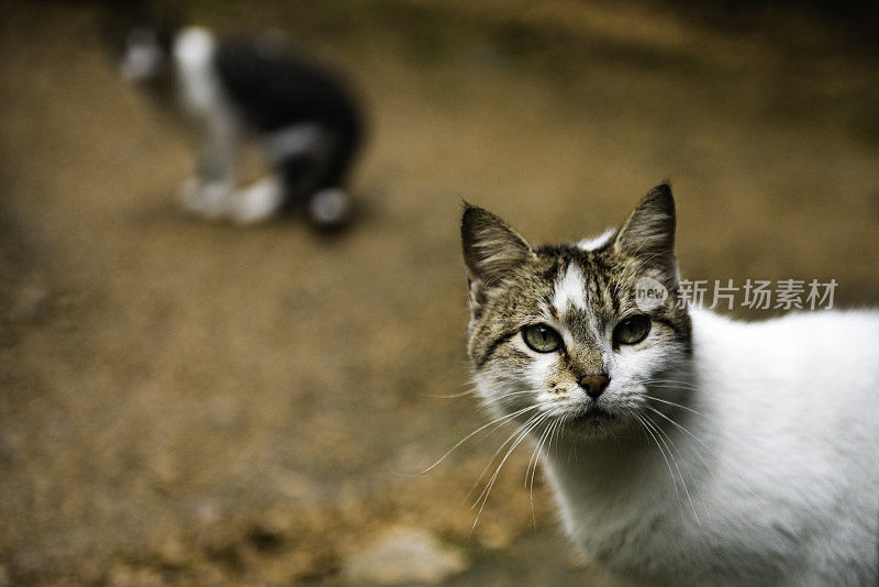 野猫