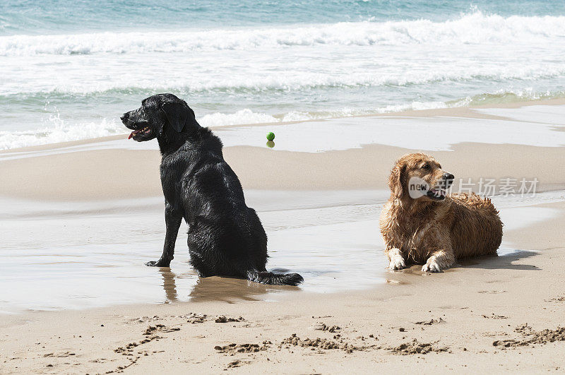 海滩上的金毛寻回犬和黑拉布拉多犬