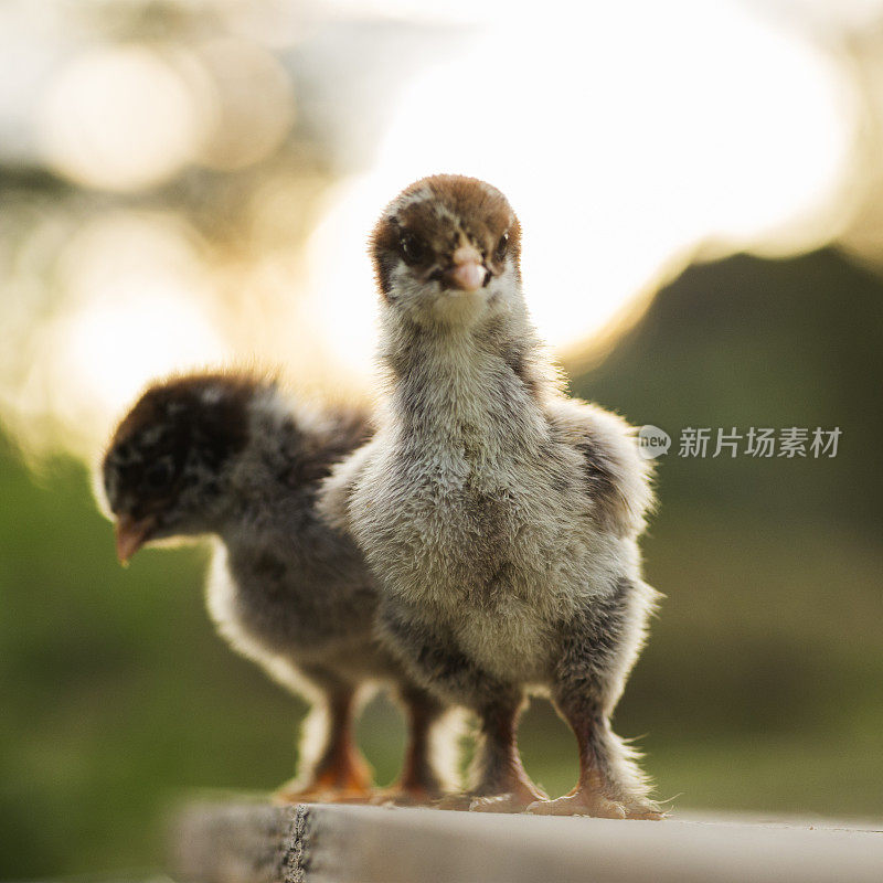 鹧鸪孵小鸡