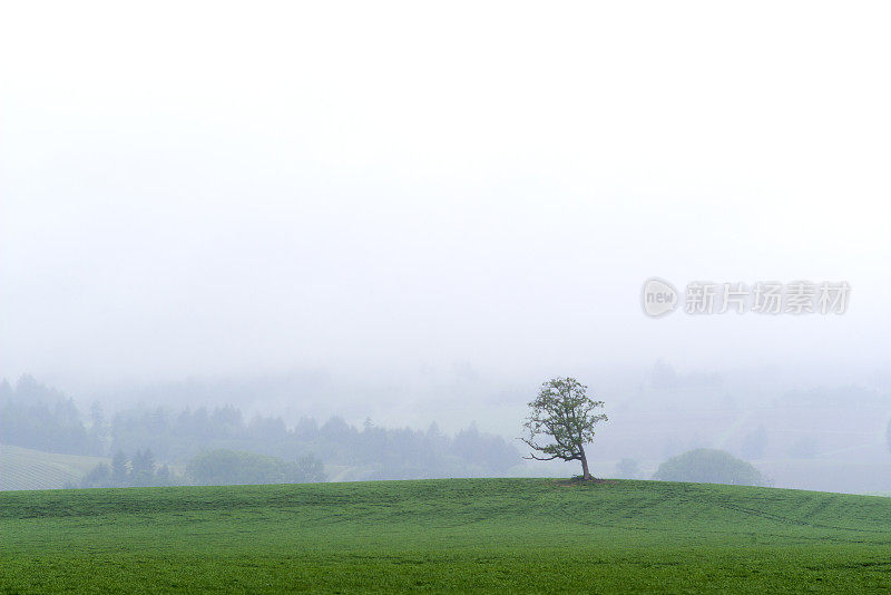 晨雾中，一棵孤零零的小山丘上的树