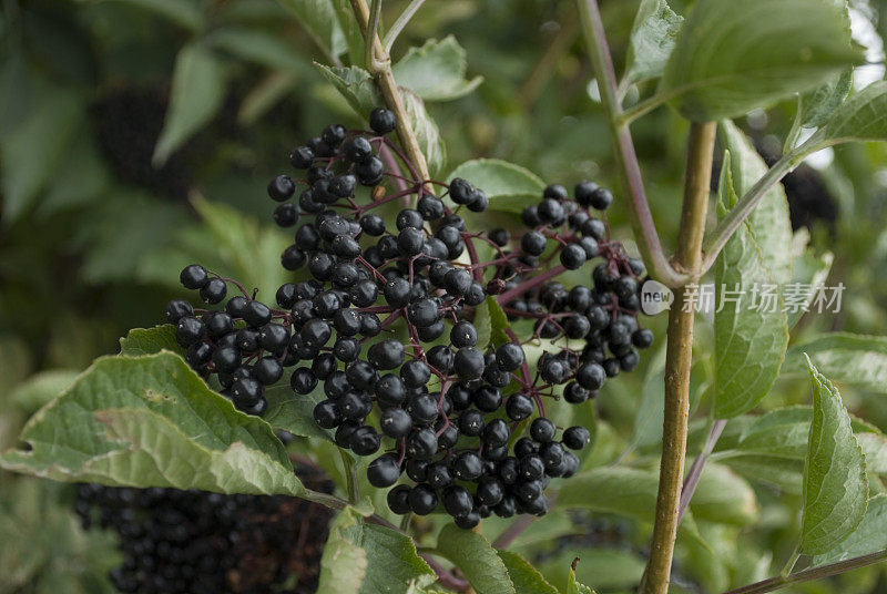 黑老莓