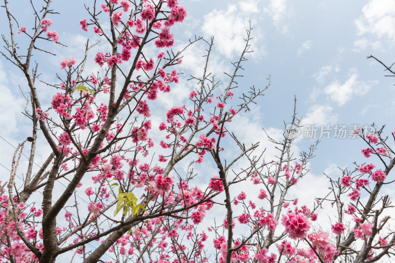 樱花在日本