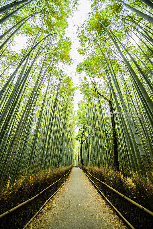 日本京都岚山竹林