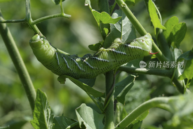 蕃茄天蛾的幼虫