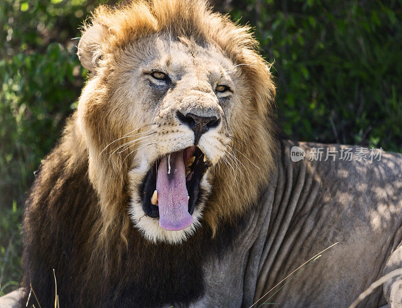 雄性狮子咆哮。