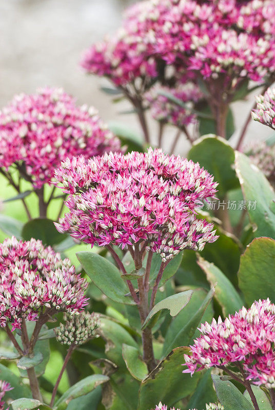 Stonecrop(草莓奶油景天)