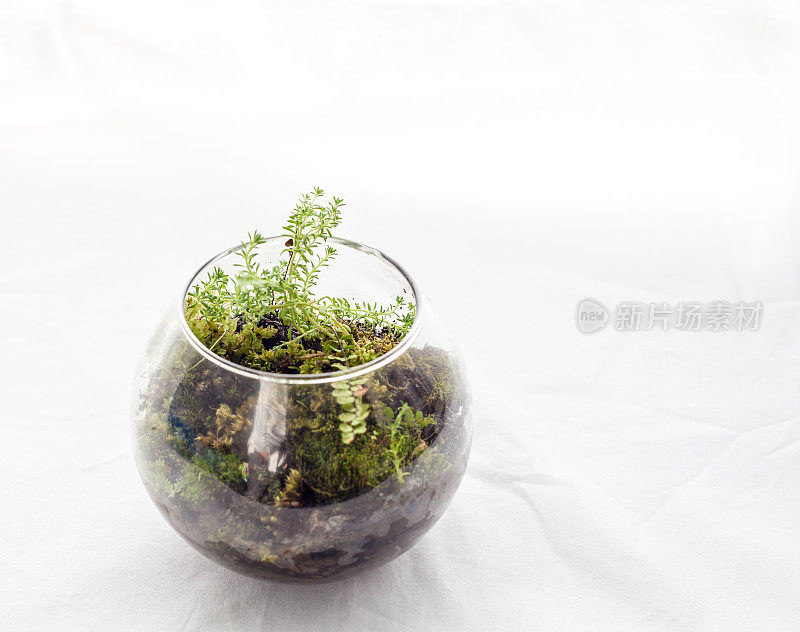 花盆和玻璃盆景蕨类植物