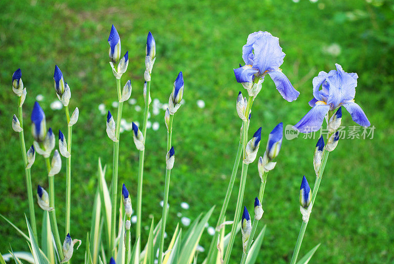 蝴蝶花和蝴蝶花发芽