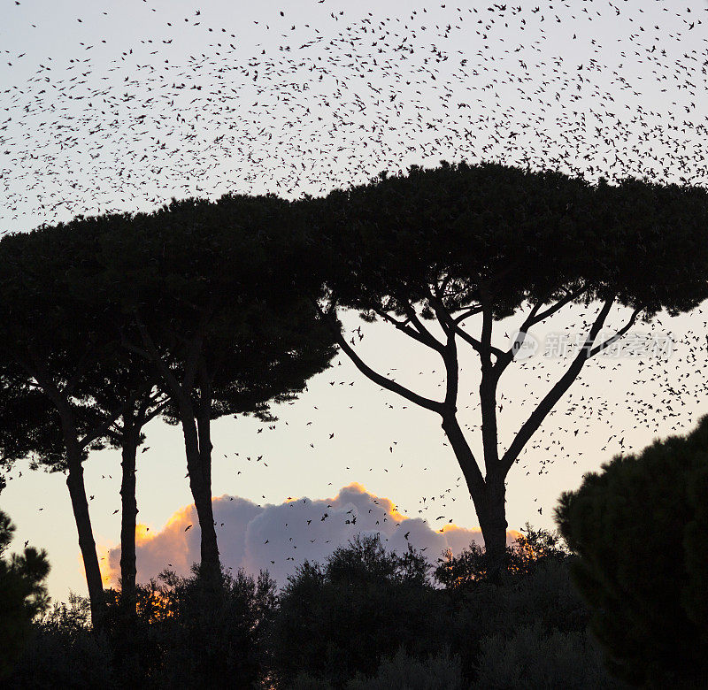 意大利罗马的黄昏鸟群