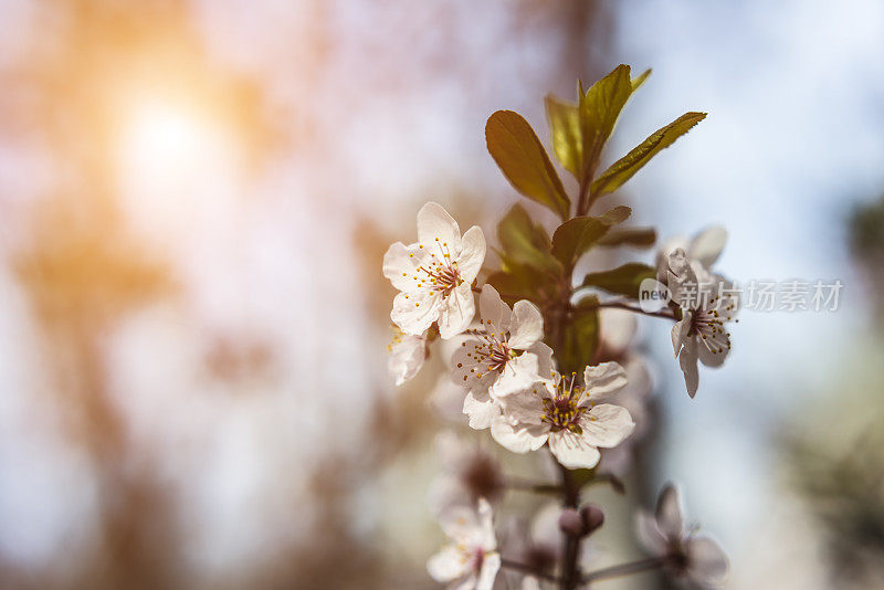 樱花樱花