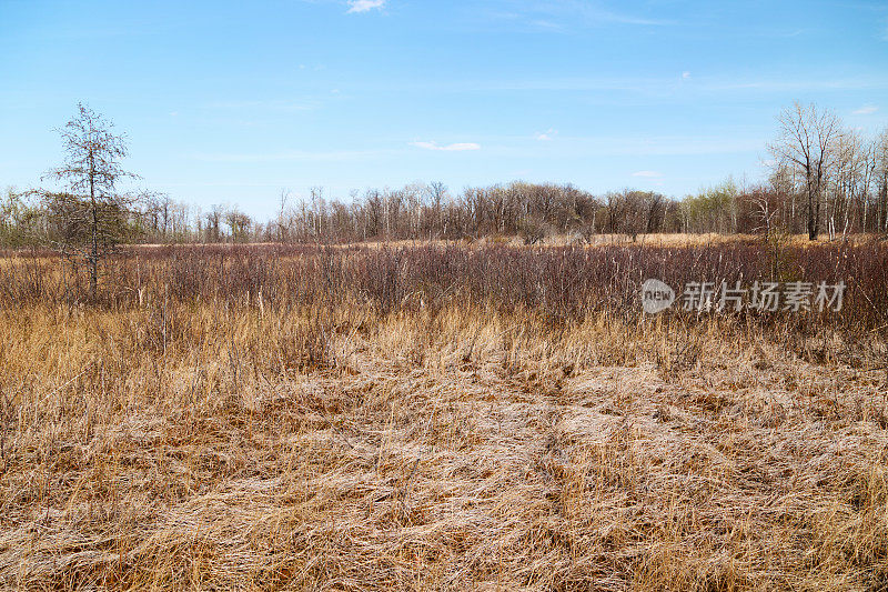 明尼苏达州野生动物保护区的春天沼泽