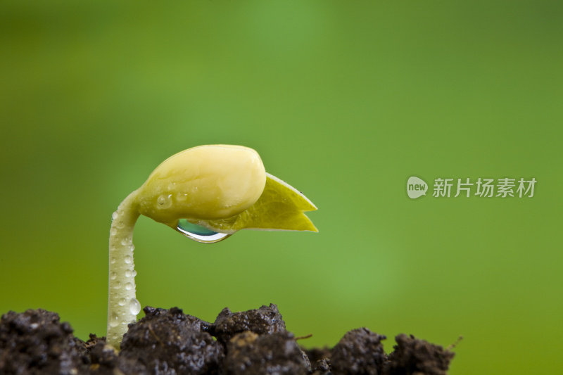 新的种子植物从土壤中发芽