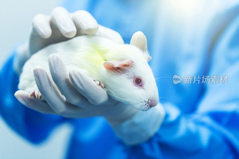 实验室里研究人员用手抓着豚鼠