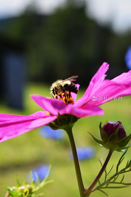 野生蜜蜂在粉红色的宇宙花在花园里花粉