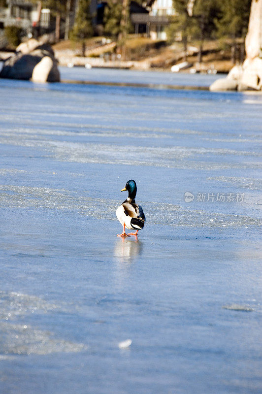 冻湖上的野鸭