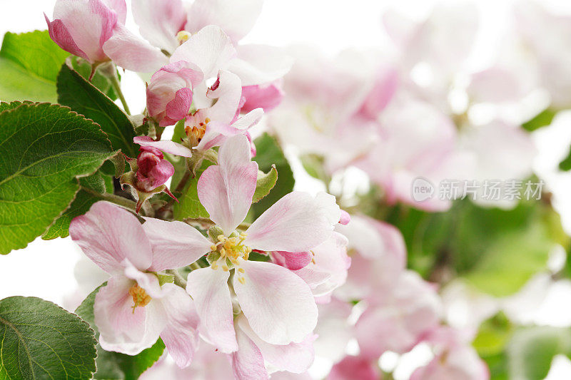 苹果花