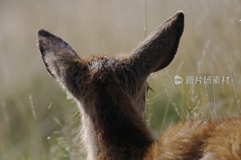 后视图大耳朵警惕小鹿马鹿