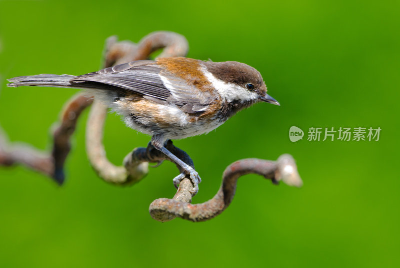 Chestnut-backed山雀、加拿大