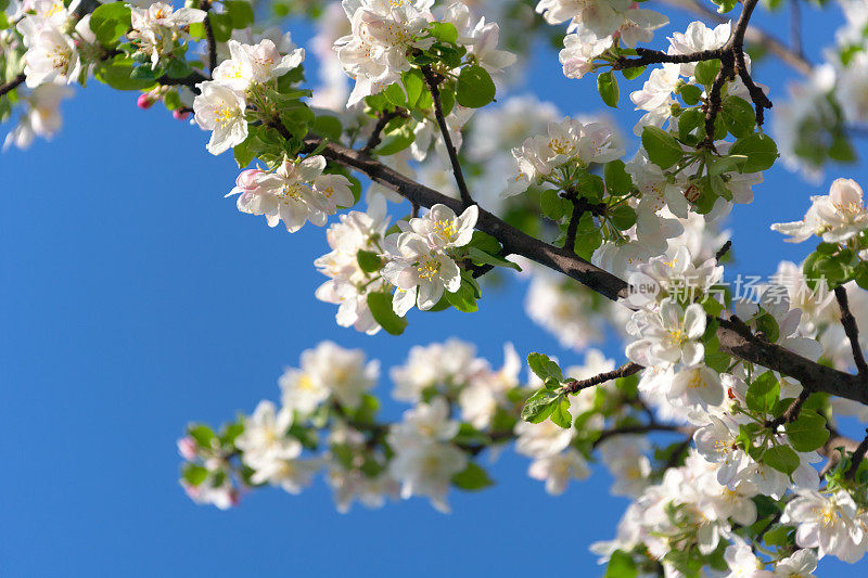 苹果花