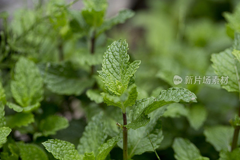 薄荷厂的特写