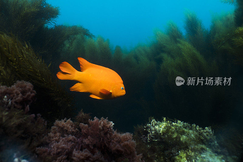 加里波第鱼