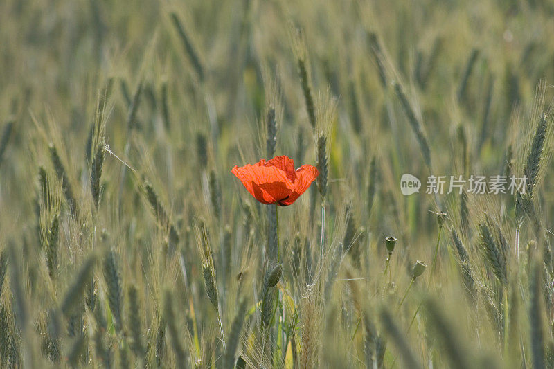 孤独的红罂粟在麦田，农村的景象