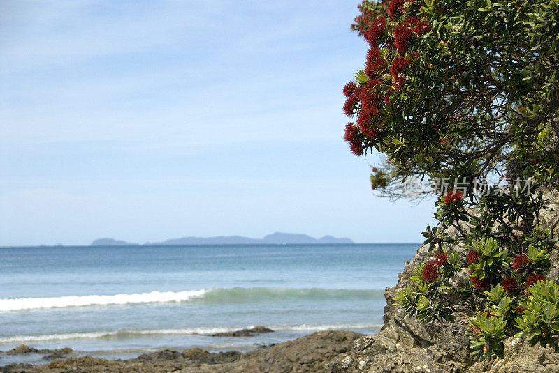 海岸与坡胡图卡瓦树开花