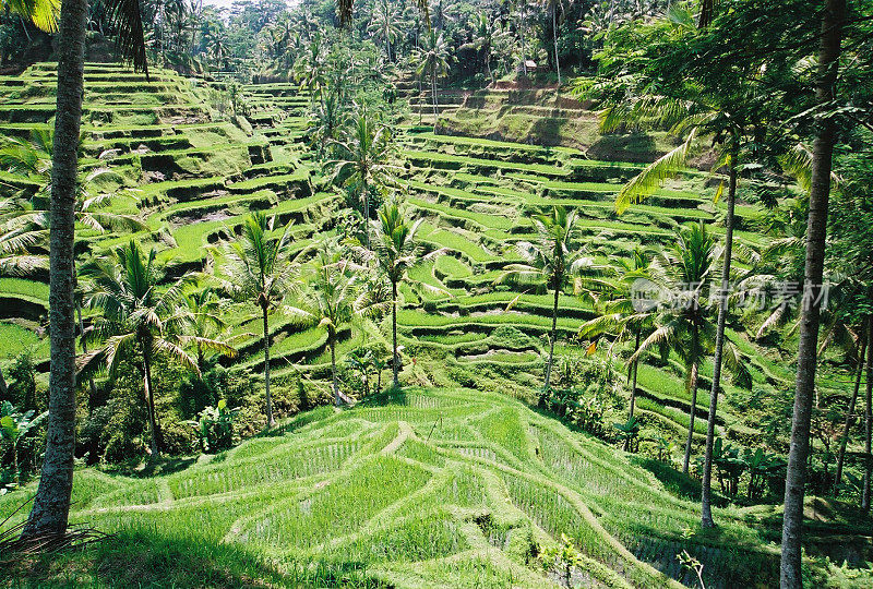 梯田ricefield