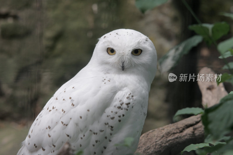 雪鸮