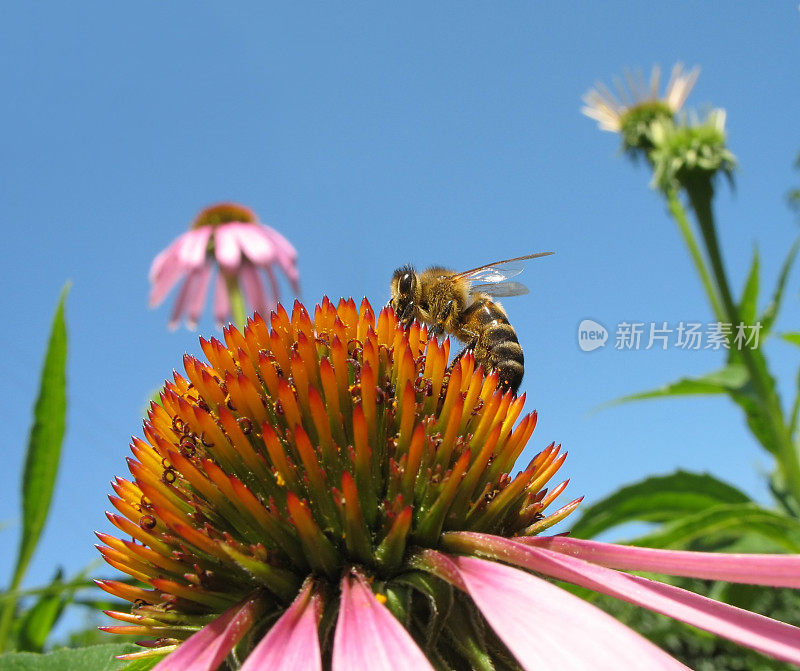 蜜蜂在松果菊