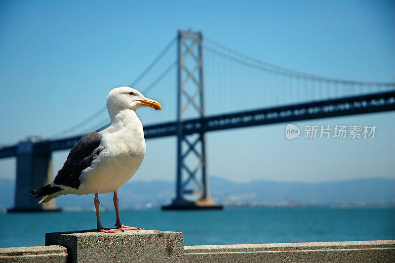 旧金山海湾大桥和一只海鸥